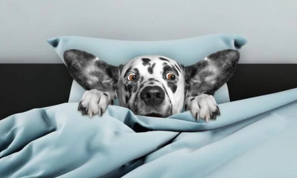 Ο κορονοϊός των σκύλων που μεταδίδεται στους ανθρώπους